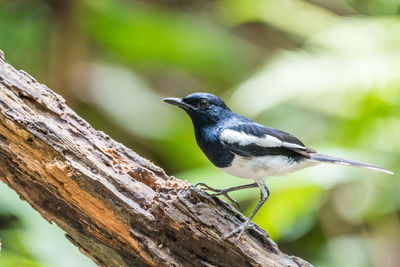 Close-up of bird perching on branch