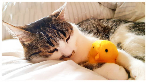 Close-up of a cat lying on bed