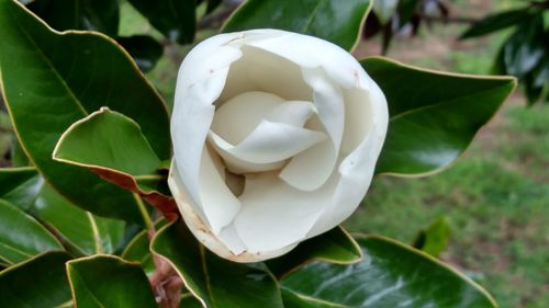 Close-up of white rose blooming outdoors