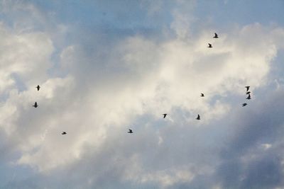 Low angle view of birds flying in sky