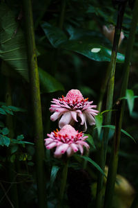 Close-up of pink flowering plant