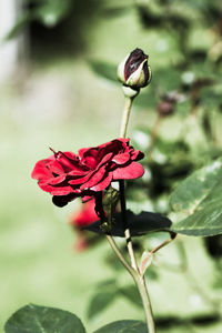 Close-up of red flower against blurred background