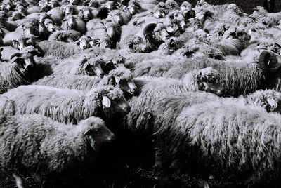 Flock of sheep at farm