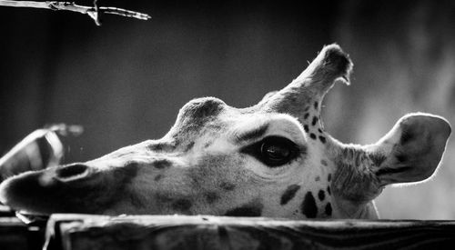 Close-up of giraffe at chester zoo