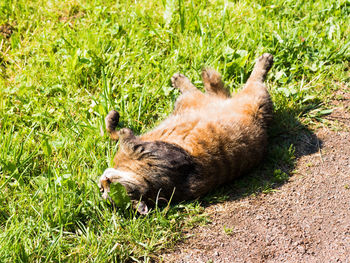 Cat sleeping in grass