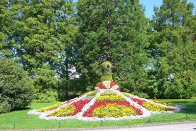 Fresh green plants in garden against trees in park