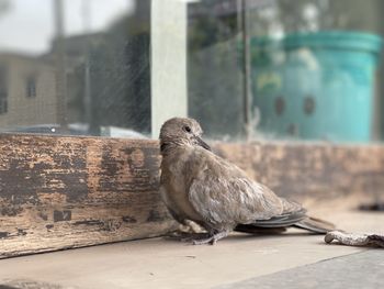 Close-up of a bird against the wall