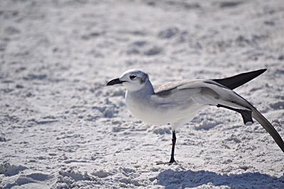 Close-up of bird on beach