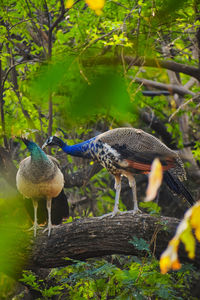 Birds perching on a tree