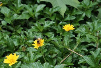 Close-up of bee on yellow flower