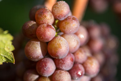 Close-up of strawberries