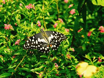 Close-up of butterfly pollinating on flower