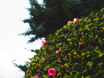 Low angle view of pink flowers