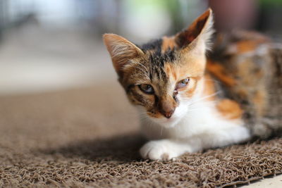 Portrait of kitten on carpet