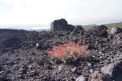 View of rock formation on land against sky