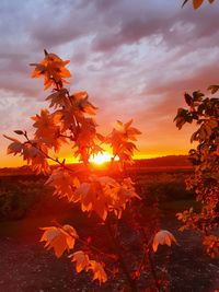 Close-up of autumnal leaves against sky during sunset