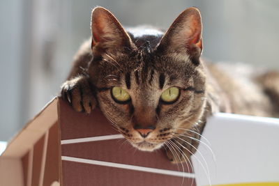 Close-up portrait of a cat