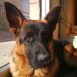 Close-up portrait of a dog