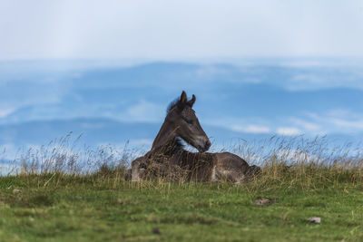 View of an animal on field