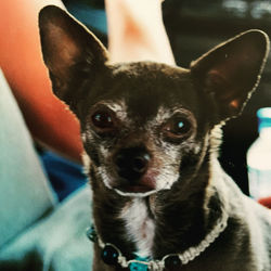 Close-up portrait of dog