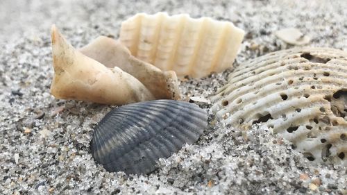 Close-up of seashell on beach