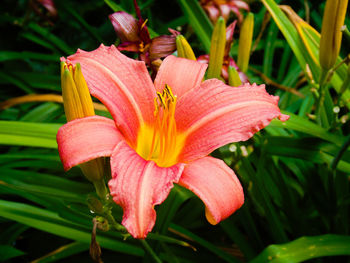 Close-up of day lily plant