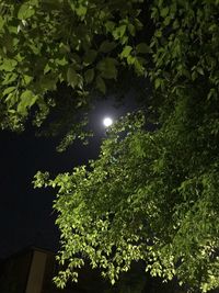 Low angle view of trees against sky at night