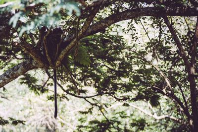 Low angle view of trees