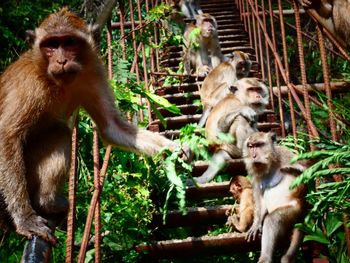 Monkeys in a forest