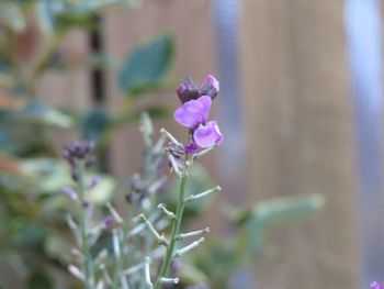 Close-up of purple flowering plant