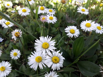 Close-up of white daisy flowers