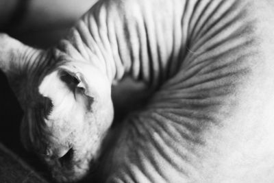 Close-up of cat sleeping