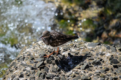 Bird perching on rock