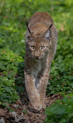 Lynx walking between bushes and grass