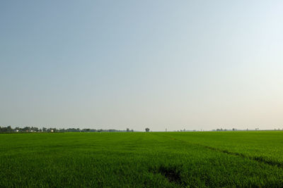 Scenic view of grassy field against sky