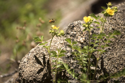 Close-up of bee on flower