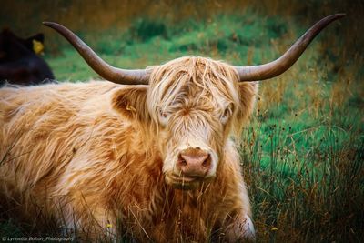 Portrait of a horse on field