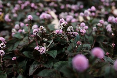 Close-up of pink flowers blooming outdoors