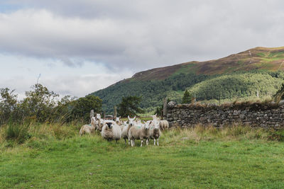 Sheep in a grassy field