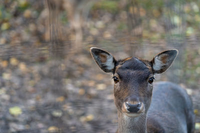 Close-up portrait of deer