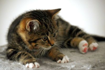 Close-up portrait of cat