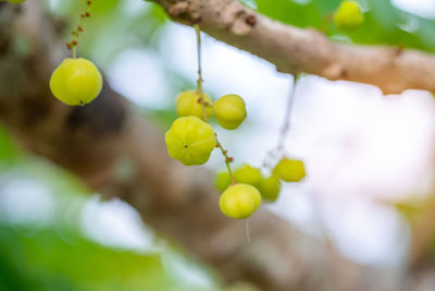 Close-up of fruits growing on plant