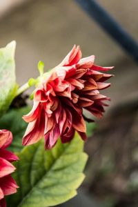 Close-up of pink flowers