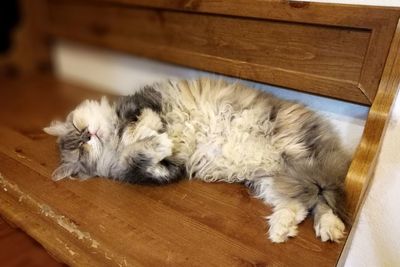 High angle view of dog sleeping at home