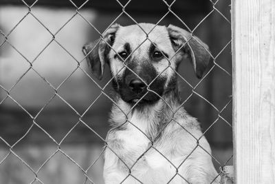 Dog looking through chainlink fence