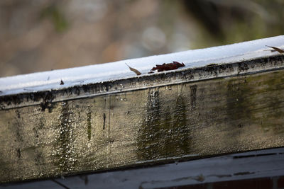 Close-up of insect on metal railing