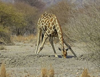 View of giraffe on field