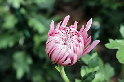 Close-up of pink flower