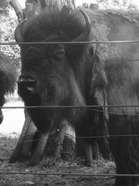 Close-up of goat