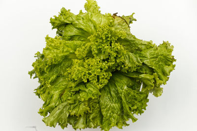 Directly above shot of green leaf on table